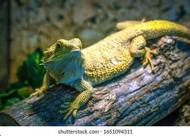 4,667 Pogona Vitticeps Images, Stock Photos & Vectors | Shutterstock