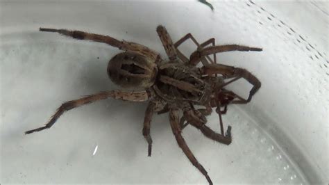 Wolf Spider vs Brown Recluse: Identification, Behavior, and Safety Tips