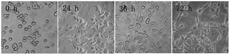 PC12 Cells