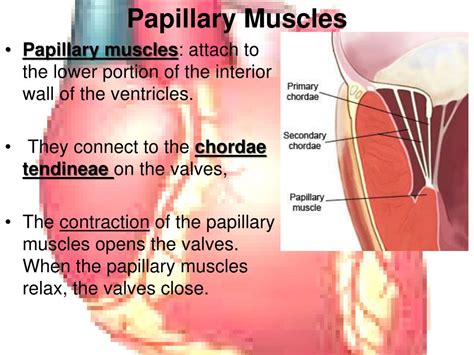 PPT - The Cardiovascular System PowerPoint Presentation, free download - ID:3969505