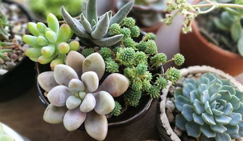 Succulent plants: Types, care tips and benefits