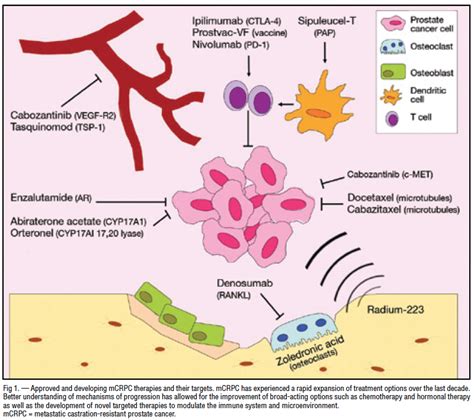 Current and Emerging Therapies for Bone Metastatic Castration-Resistant Prostate Cancer - Cancer ...