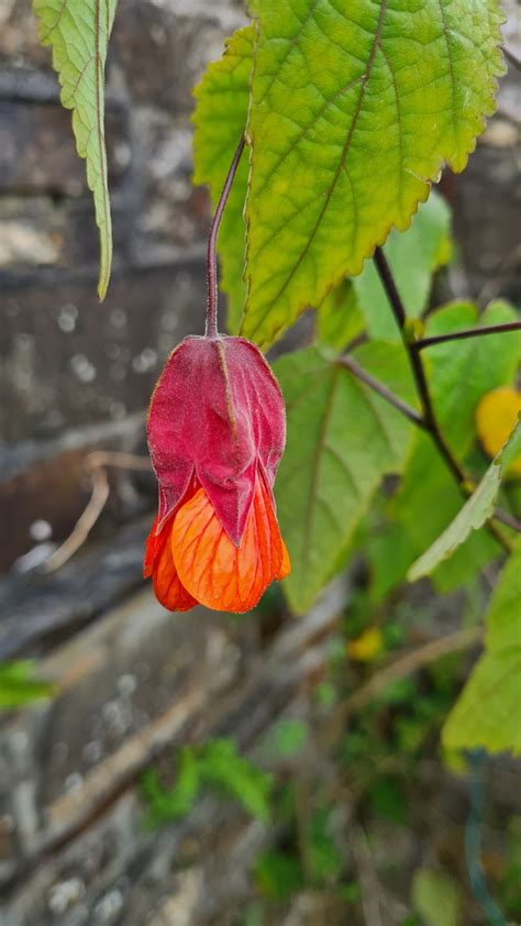 Abutilon — Garden Nurture | Gardener Bude