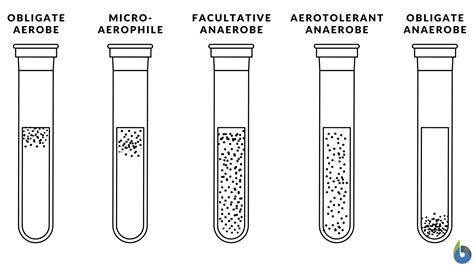 Facultative anaerobe Definition and Examples - Biology Online Dictionary