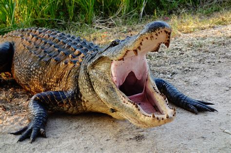 Man Loses Part of Skull in Horror Alligator Attack—'I Was Inside Its ...