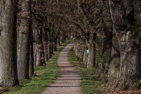 Free Images : landscape, tree, nature, forest, hiking, sunlight, leaf, sidewalk, flower, green ...