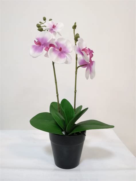 Planta orquídea dos tallos – Arbocol | Fabrica de Arboles de Navidad