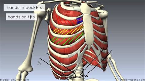 Chest And Abdominal Muscles Diagram ~ Anterior View of the Muscles of the Trunk | ClipArt ETC ...