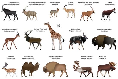 Even-toed ungulates animals color