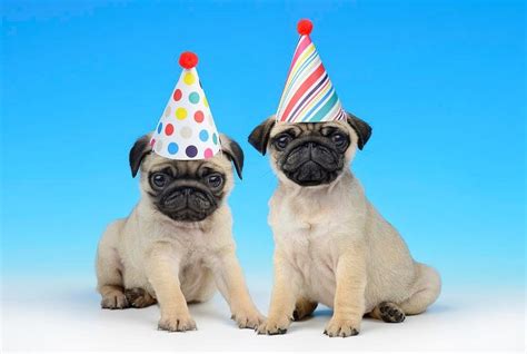 Pug Birthday Card | Happy pug, Cute pugs, Pugs