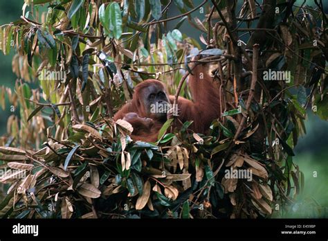 Orangutan nest hi-res stock photography and images - Alamy