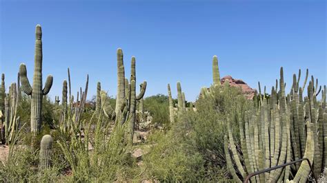 Desert Botanical Garden – The Life and Times of Ben Weinberg