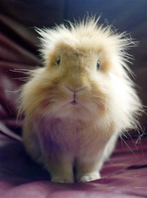 11 best cute gerbils images on Pinterest | Rodents, Small animals and Adorable animals