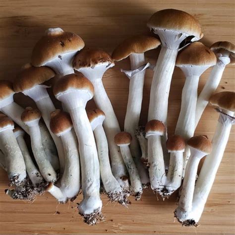 Buy Penis Envy Mushroom online: Psychedelicdiscreetshops