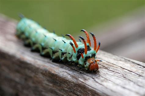 Caterpillar Types and Identification Guide | Owlcation