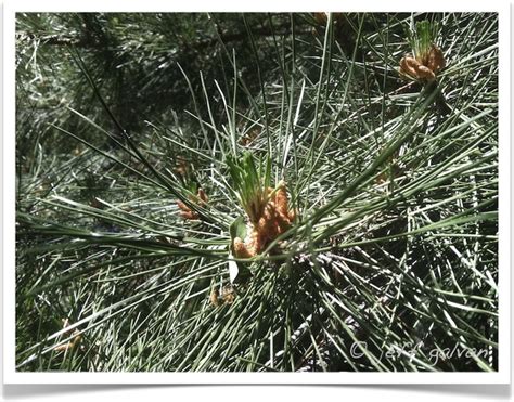 Ponderosa Pine Tree Identification || Identifying Pinus ponderosa