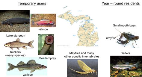 Great Lakes Ecosystems | Great Lakes Sturgeon