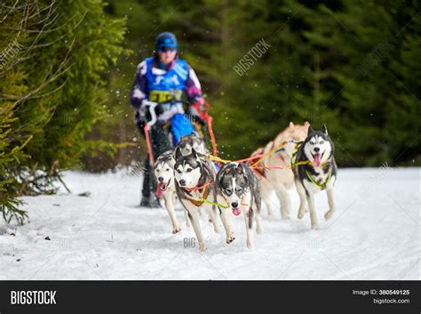 Husky Sled Dog Racing Image & Photo (Free Trial) | Bigstock