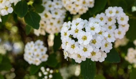 Alyssum: Facts, growth, care tips and toxicity