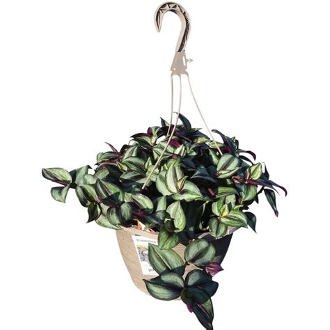 Pure Beauty Farms Tradescantia Zebrina Purple in 11 In. Hanging Basket ...