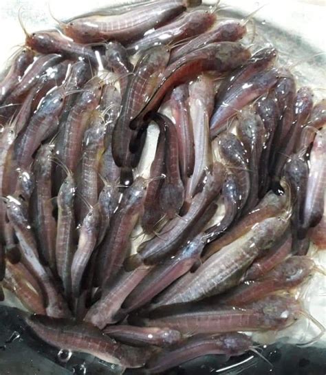 Desi Mangur Fish at Rs 4.50/piece | Fish seed in Bhavnagar | ID ...