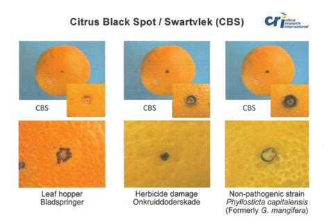 Citrus Black Spot/Swartvlek (CBS) Identification sheet A4 | Citrus Research International