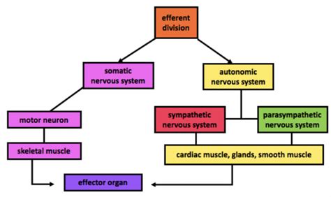 18. Agents and Actions of the Autonomic Nervous System – Principles of Pharmacology – Study Guide