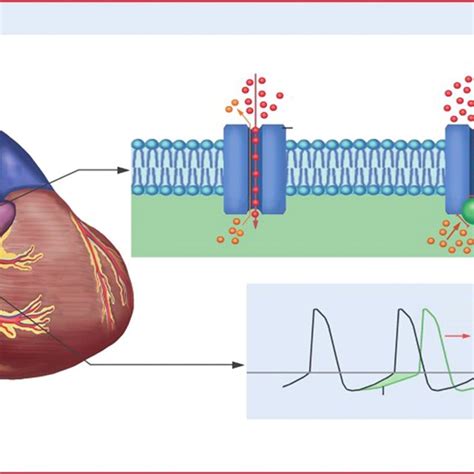 Mechanism Of Action Of Ivabradine