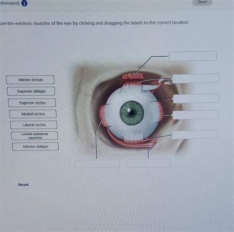 Solved Saved ehensive) bel the extrinsic muscles of the eye | Chegg.com