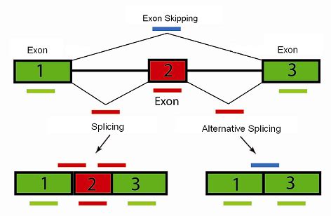 Alternative Splicing of Genes: Definition, Mechanism & Regulation | Study.com