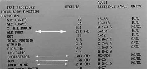 What Does Creatinine Mean In A Blood Test - What Does