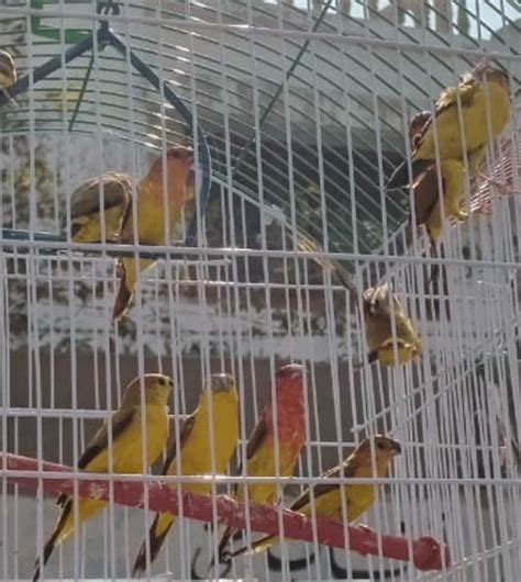 Anyone know what species these are? (Or if they even are finches?) : r ...