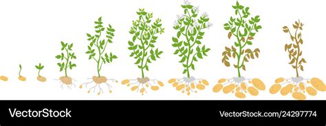 Crop stages of potato growing Royalty Free Vector Image