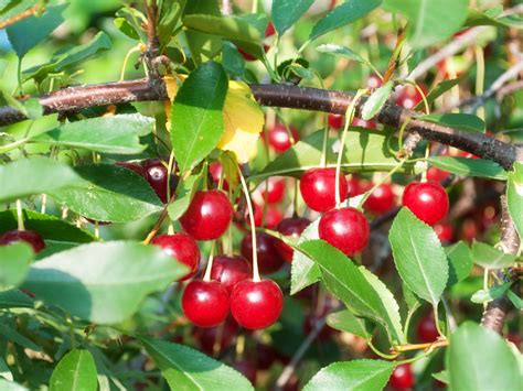 Everything You Need to Know About Bing Cherry Trees - American Homeowners Association