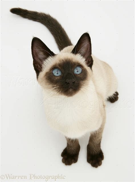 Seal-point Siamese kitten photo WP10377