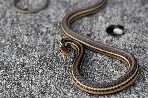 Do Garter Snakes Bite? (Are they Venomous?) – Fauna Facts