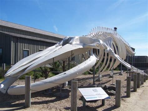 Blue Whale Skeleton in Santa Cruz, CA - Virtual Globetrotting