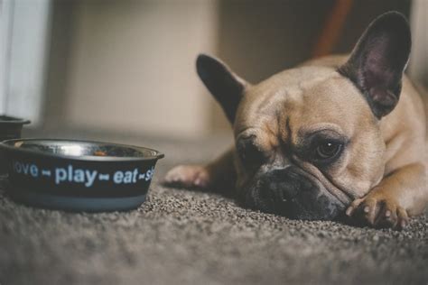 Dog Not Eating? Here’s What Causes Loss of Appetite in Dogs | Bully Max