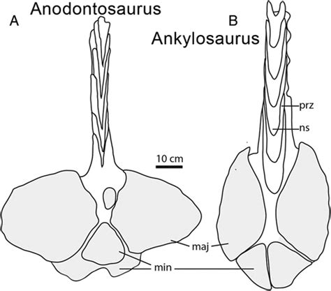 Ankylosaurus Not Your Typical Ankylosaur