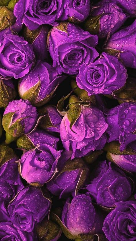 Top 999+ Purple Rose Wallpaper Full HD, 4K Free to Use