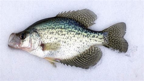 Ice Fishing For Crappie: Best Lures & Catch Tactics [2023]