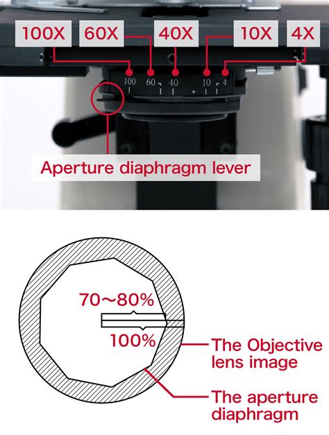 Adjusting the condenser lens｜Eclipse E100｜Online Guide｜Nikon ...