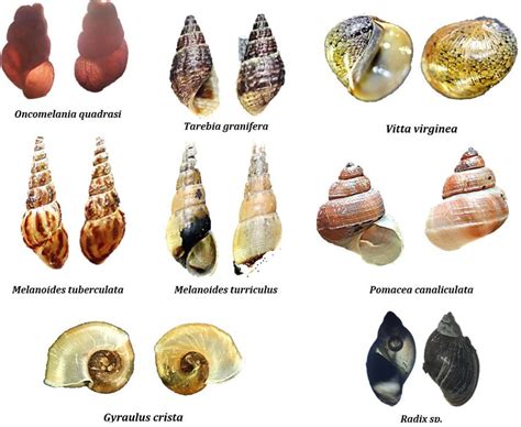 Freshwater snail species sampled in the area and studied for parasite... | Download Scientific ...