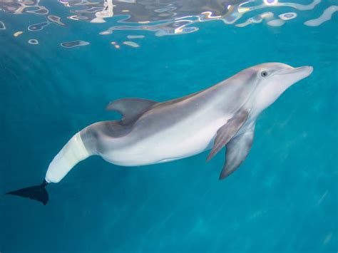 Winter the Dolphin's Memorial Website | Ever Loved