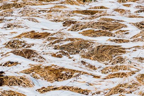 Snowy Brown Grass in Winter Stock Image - Image of nature, landscape ...