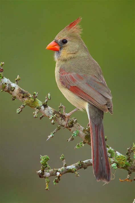 A female Cardinal.... in all her glory. :) | Birds painting, Beautiful ...