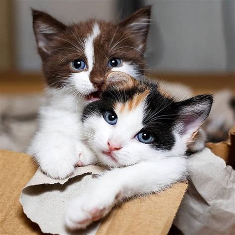Cat hugs.⠀⠀⠀⠀⠀⠀⠀⠀⠀ -⠀⠀⠀⠀⠀⠀⠀⠀⠀ -⠀⠀⠀⠀⠀⠀⠀⠀⠀ -⠀⠀⠀⠀⠀⠀⠀⠀⠀ -Follow @catloveapparel ...