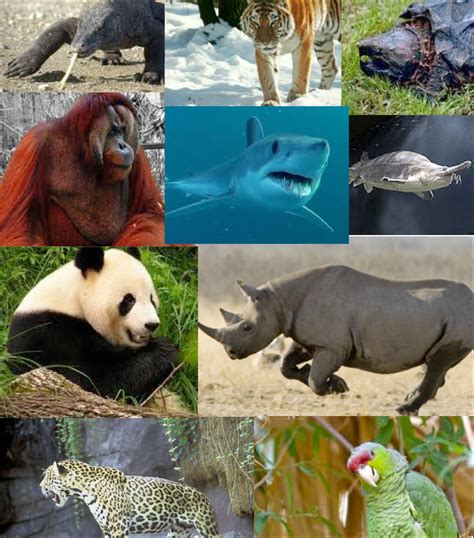 Endangered animals