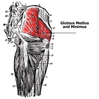 Anatomy of the Gluteus Muscles - Gluteus Maximus, Gluteus Medius ...