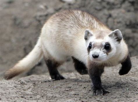 Black-footed Ferret Facts, Habitat, Diet, Life Cycle, Babies, Pictures